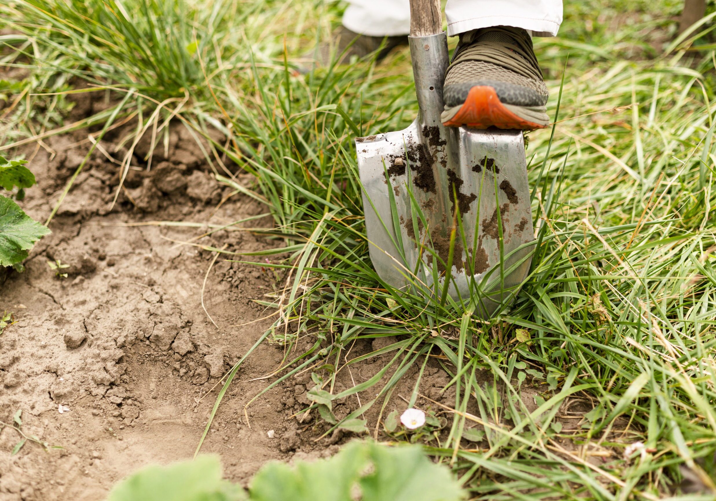 close-up-person-digging-garden